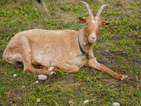 Local noble goats graze in the Isar floodplains in Lengries, Bavaria, on October 12, 2024, to keep the bushes and shrubs short so that other...