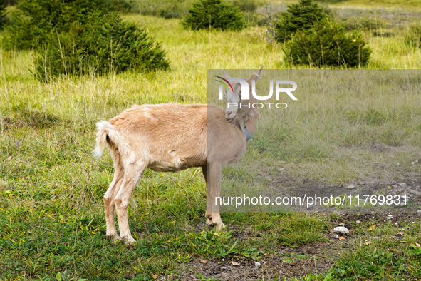 Local noble goats graze in the Isar floodplains in Lengries, Bavaria, on October 12, 2024, to keep the bushes and shrubs short so that other...