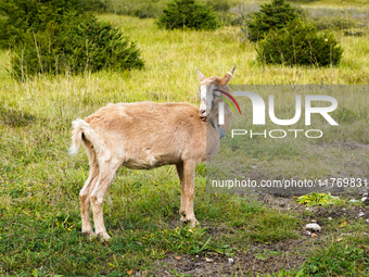 Local noble goats graze in the Isar floodplains in Lengries, Bavaria, on October 12, 2024, to keep the bushes and shrubs short so that other...