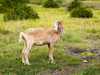 Local noble goats graze in the Isar floodplains in Lengries, Bavaria, on October 12, 2024, to keep the bushes and shrubs short so that other...