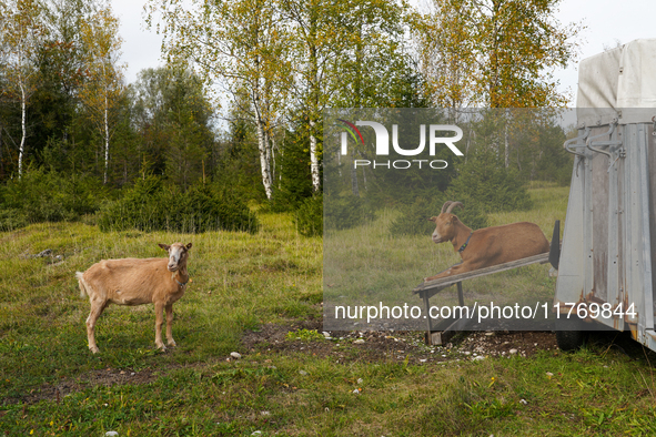 Local noble goats graze in the Isar floodplains in Lengries, Bavaria, on October 12, 2024, to keep the bushes and shrubs short so that other...