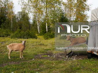 Local noble goats graze in the Isar floodplains in Lengries, Bavaria, on October 12, 2024, to keep the bushes and shrubs short so that other...