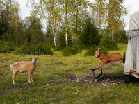 Local noble goats graze in the Isar floodplains in Lengries, Bavaria, on October 12, 2024, to keep the bushes and shrubs short so that other...