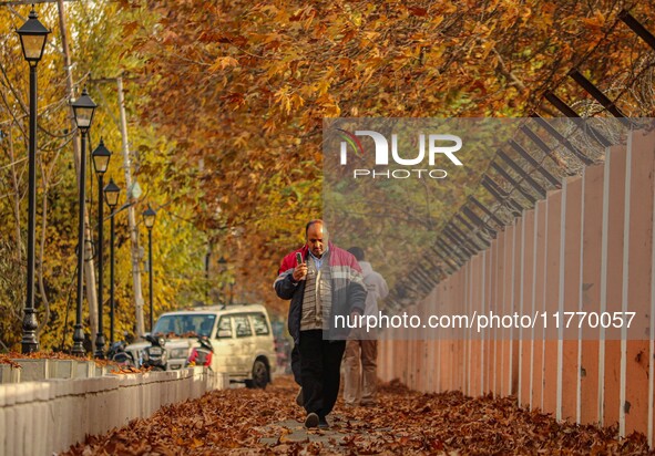 A man walks over fallen Chinar tree leaves along a road in Srinagar, Jammu and Kashmir, on November 12, 2024. Autumn, locally known as Harud...