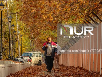 A man walks over fallen Chinar tree leaves along a road in Srinagar, Jammu and Kashmir, on November 12, 2024. Autumn, locally known as Harud...