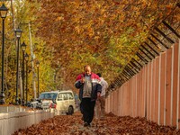 A man walks over fallen Chinar tree leaves along a road in Srinagar, Jammu and Kashmir, on November 12, 2024. Autumn, locally known as Harud...