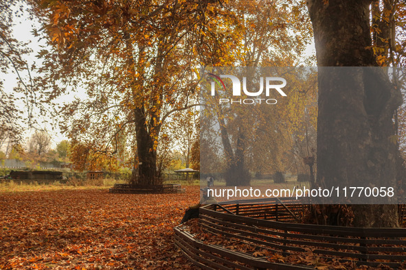 A man sits on a bench under chinar trees at a park in Srinagar, Jammu and Kashmir, on November 12, 2024. Autumn, locally known as Harud, is...