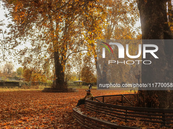 A man sits on a bench under chinar trees at a park in Srinagar, Jammu and Kashmir, on November 12, 2024. Autumn, locally known as Harud, is...