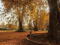 A man sits on a bench under chinar trees at a park in Srinagar, Jammu and Kashmir, on November 12, 2024. Autumn, locally known as Harud, is...