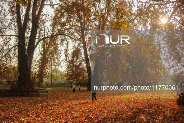 A man walks over fallen Chinar tree leaves at a park during an autumn day in Srinagar, Jammu and Kashmir, on November 12, 2024. Autumn, loca...