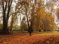 A man walks over fallen Chinar tree leaves at a park during an autumn day in Srinagar, Jammu and Kashmir, on November 12, 2024. Autumn, loca...