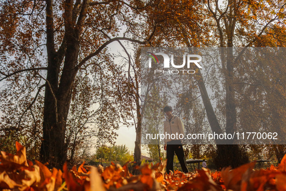 A man walks over fallen Chinar tree leaves at a park during an autumn day in Srinagar, Jammu and Kashmir, on November 12, 2024. Autumn, loca...