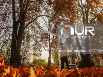 A man walks over fallen Chinar tree leaves at a park during an autumn day in Srinagar, Jammu and Kashmir, on November 12, 2024. Autumn, loca...