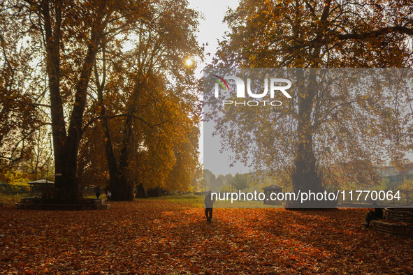 A man walks over fallen Chinar tree leaves at a park during an autumn day in Srinagar, Jammu and Kashmir, on November 12, 2024. Autumn, loca...