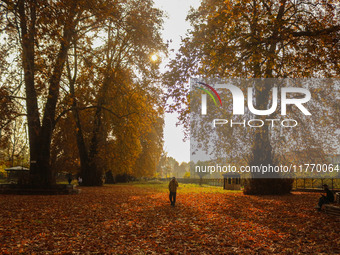 A man walks over fallen Chinar tree leaves at a park during an autumn day in Srinagar, Jammu and Kashmir, on November 12, 2024. Autumn, loca...