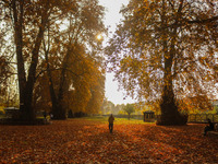 A man walks over fallen Chinar tree leaves at a park during an autumn day in Srinagar, Jammu and Kashmir, on November 12, 2024. Autumn, loca...