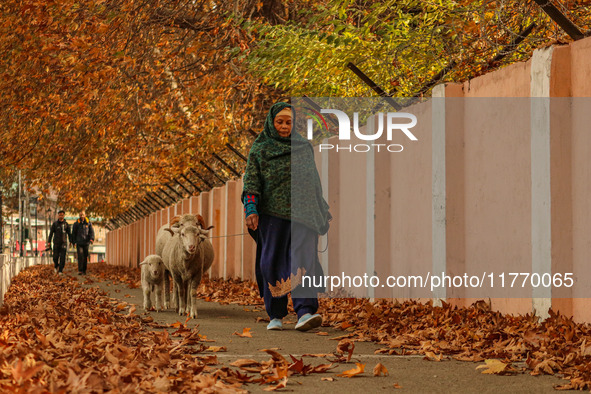 A woman walks with sheep on an autumn day in Srinagar, Jammu and Kashmir, on November 12, 2024. Autumn, locally known as Harud, is a season...