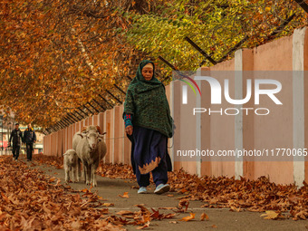 A woman walks with sheep on an autumn day in Srinagar, Jammu and Kashmir, on November 12, 2024. Autumn, locally known as Harud, is a season...