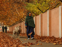 A woman walks with sheep on an autumn day in Srinagar, Jammu and Kashmir, on November 12, 2024. Autumn, locally known as Harud, is a season...