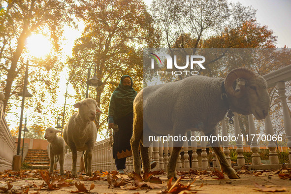 A woman walks with sheep over a wooden bridge during an autumn day in Srinagar, Jammu and Kashmir, on November 12, 2024. Autumn, locally kno...