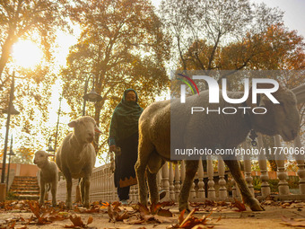 A woman walks with sheep over a wooden bridge during an autumn day in Srinagar, Jammu and Kashmir, on November 12, 2024. Autumn, locally kno...