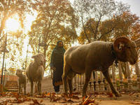 A woman walks with sheep over a wooden bridge during an autumn day in Srinagar, Jammu and Kashmir, on November 12, 2024. Autumn, locally kno...