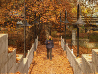 A man walks over a wooden bridge during an autumn day in Srinagar, Jammu and Kashmir, on November 12, 2024. Autumn, locally known as Harud,...