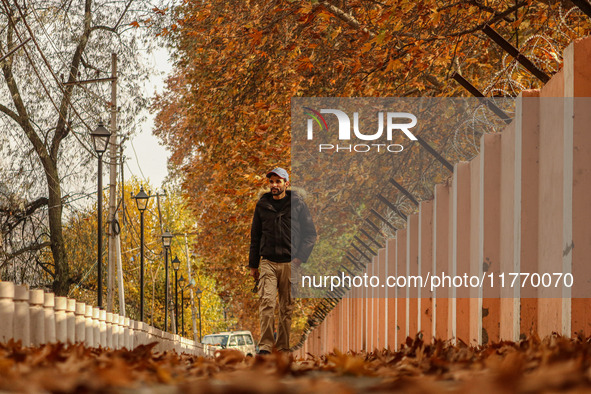 A man walks over fallen Chinar tree leaves along a road in Srinagar, Jammu and Kashmir, on November 12, 2024. Autumn, locally known as Harud...