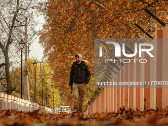 A man walks over fallen Chinar tree leaves along a road in Srinagar, Jammu and Kashmir, on November 12, 2024. Autumn, locally known as Harud...