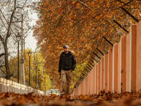 A man walks over fallen Chinar tree leaves along a road in Srinagar, Jammu and Kashmir, on November 12, 2024. Autumn, locally known as Harud...