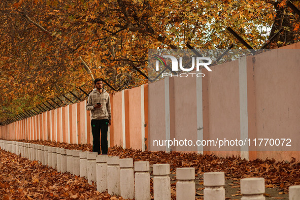 A man walks over fallen Chinar tree leaves along a road in Srinagar, Jammu and Kashmir, on November 12, 2024. Autumn, locally known as Harud...