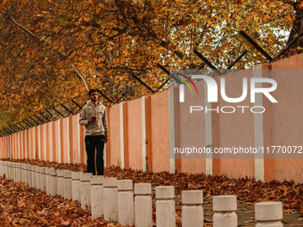 A man walks over fallen Chinar tree leaves along a road in Srinagar, Jammu and Kashmir, on November 12, 2024. Autumn, locally known as Harud...