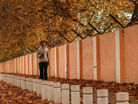 A man walks over fallen Chinar tree leaves along a road in Srinagar, Jammu and Kashmir, on November 12, 2024. Autumn, locally known as Harud...