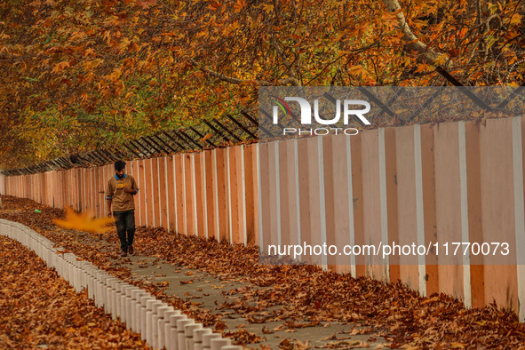 A man walks over fallen Chinar tree leaves along a road in Srinagar, Jammu and Kashmir, on November 12, 2024. Autumn, locally known as Harud...