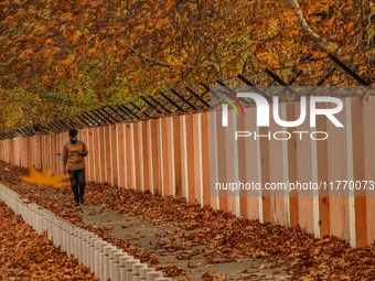 A man walks over fallen Chinar tree leaves along a road in Srinagar, Jammu and Kashmir, on November 12, 2024. Autumn, locally known as Harud...