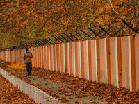 A man walks over fallen Chinar tree leaves along a road in Srinagar, Jammu and Kashmir, on November 12, 2024. Autumn, locally known as Harud...