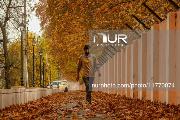 A man walks over fallen Chinar tree leaves along a road in Srinagar, Jammu and Kashmir, on November 12, 2024. Autumn, locally known as Harud...