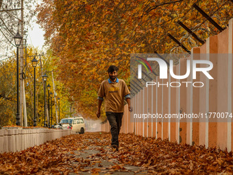 A man walks over fallen Chinar tree leaves along a road in Srinagar, Jammu and Kashmir, on November 12, 2024. Autumn, locally known as Harud...