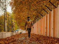 A man walks over fallen Chinar tree leaves along a road in Srinagar, Jammu and Kashmir, on November 12, 2024. Autumn, locally known as Harud...