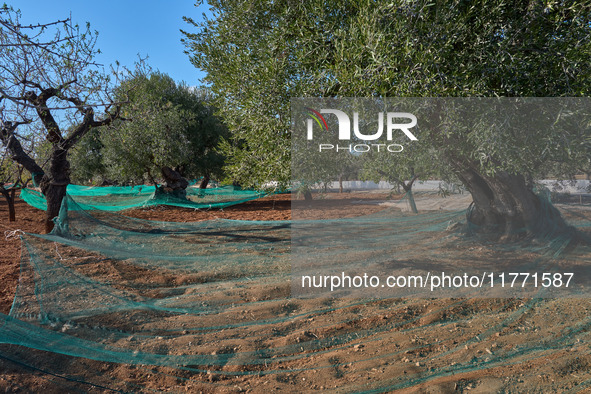 In Monopoli, Italy, on November 5, 2024, a scene of olive harvesting unfolds in the rural landscapes. Olives are collected on nets carefully...