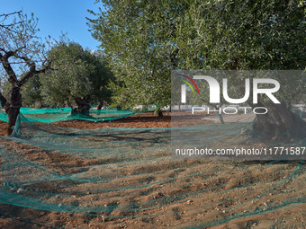 In Monopoli, Italy, on November 5, 2024, a scene of olive harvesting unfolds in the rural landscapes. Olives are collected on nets carefully...