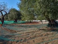 In Monopoli, Italy, on November 5, 2024, a scene of olive harvesting unfolds in the rural landscapes. Olives are collected on nets carefully...