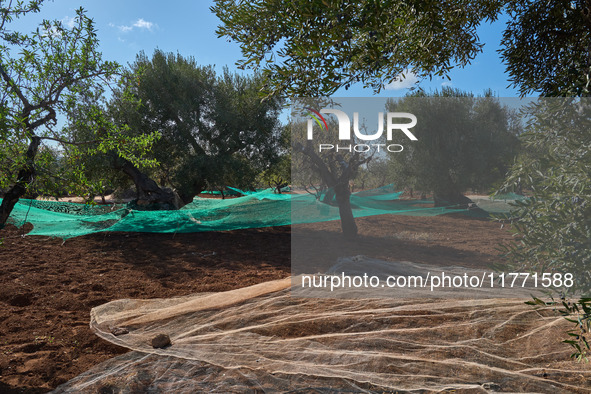 In Monopoli, Italy, on November 5, 2024, a scene of olive harvesting unfolds in the rural landscapes. Olives are collected on nets carefully...