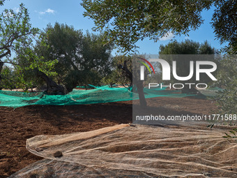 In Monopoli, Italy, on November 5, 2024, a scene of olive harvesting unfolds in the rural landscapes. Olives are collected on nets carefully...