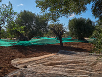 In Monopoli, Italy, on November 5, 2024, a scene of olive harvesting unfolds in the rural landscapes. Olives are collected on nets carefully...