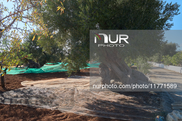 In Monopoli, Italy, on November 5, 2024, a scene of olive harvesting unfolds in the rural landscapes. Olives are collected on nets carefully...