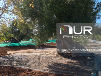 In Monopoli, Italy, on November 5, 2024, a scene of olive harvesting unfolds in the rural landscapes. Olives are collected on nets carefully...