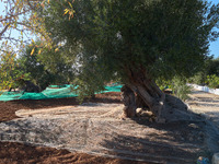 In Monopoli, Italy, on November 5, 2024, a scene of olive harvesting unfolds in the rural landscapes. Olives are collected on nets carefully...