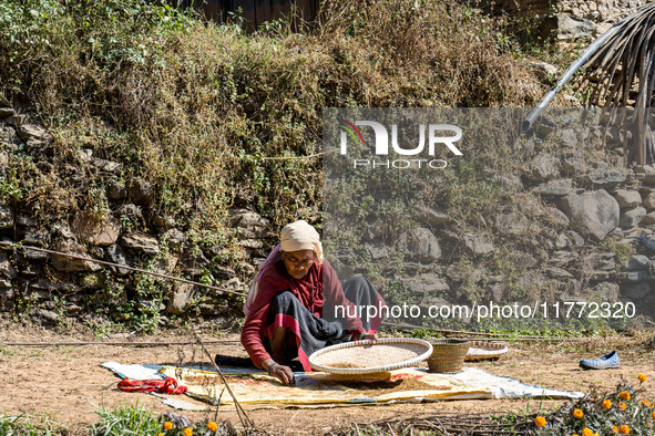 A farmer dries crops on the sunshade in the village of Makwanpur, Nepal, on November 12, 2024. 