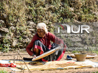 A farmer dries crops on the sunshade in the village of Makwanpur, Nepal, on November 12, 2024. (